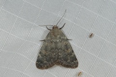 Dysmilichia phaulopsis