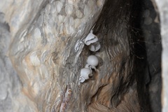 Asaccus platyrhynchus