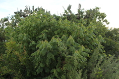 Heliocarpus terebinthinaceus
