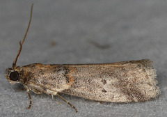Acrobasis comptella
