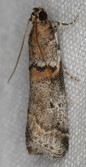 Acrobasis comptella