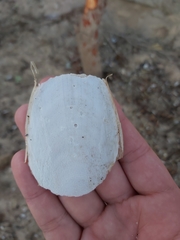 Sepia mestus