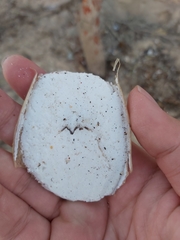 Sepia mestus