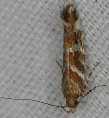 Aristotelia argentifera