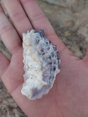 Saccostrea glomerata