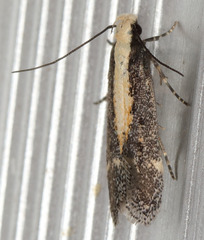 Aroga paraplutella