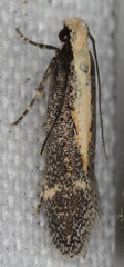 Aroga paraplutella