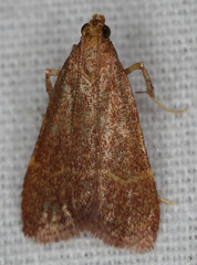 Arta epicoenalis