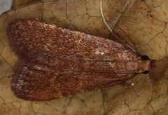 Arta epicoenalis