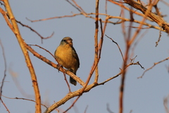Passerina rositae