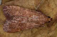 Arta epicoenalis