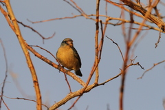 Passerina rositae