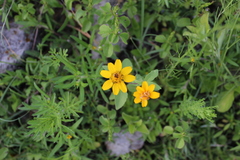 Heliopsis annua
