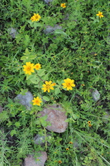 Heliopsis annua