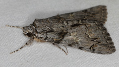 Catocala verrilliana