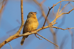 Passerina rositae