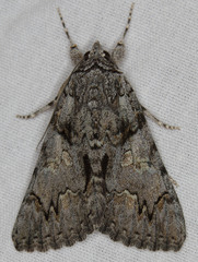 Catocala verrilliana