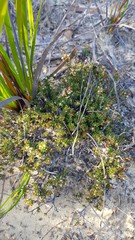 Micrantheum ericoides