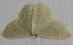 Chlorochlamys appellaria