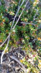 Micrantheum ericoides