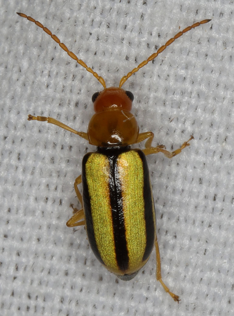 Synetocephalus bivittatus