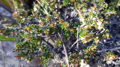 Micrantheum ericoides