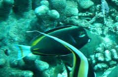 Acanthurus nigricans