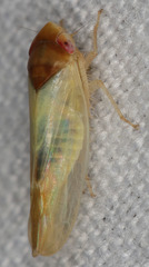 Colladonus aureolus