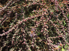 Suaeda prostrata