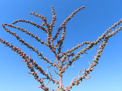 Suaeda prostrata