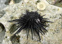 Stomopneustes variolaris