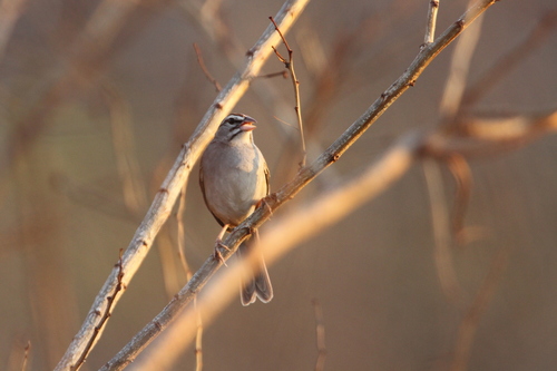 Cinnamon-tailed Sparrow (Peucaea sumichrasti), photo 5