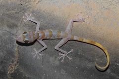 Asaccus platyrhynchus