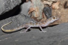 Asaccus platyrhynchus