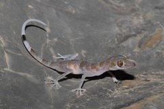 Asaccus platyrhynchus