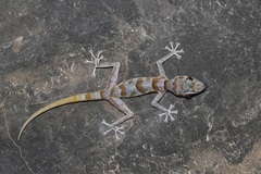 Asaccus platyrhynchus