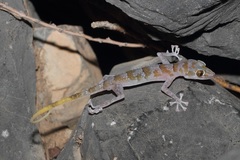Asaccus platyrhynchus