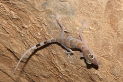 Asaccus platyrhynchus