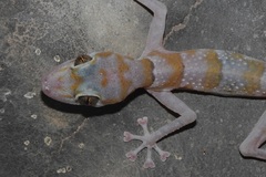 Asaccus platyrhynchus