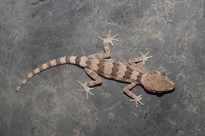 Dhofar Banded Ground Gecko