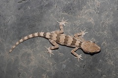 Dhofar Banded Ground Gecko photo 1