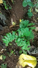 Adiantum trapeziforme