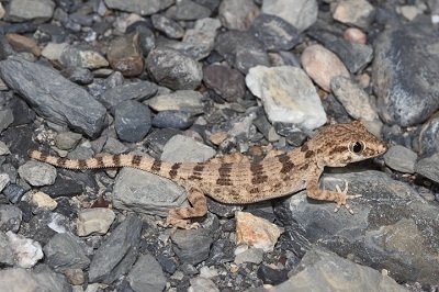 Hajar Banded Ground Gecko