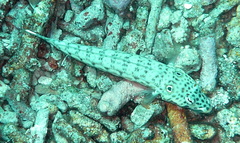 Parapercis clathrata