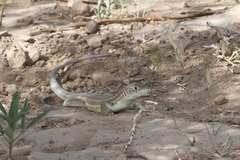 Acanthodactylus boskianus asper