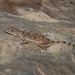 Eastern Arabian Fan-toed Gecko - Photo (c) dhfischer, some rights reserved (CC BY-NC), uploaded by dhfischer