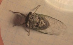 Diceroprocta vitripennis