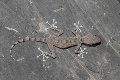 Ptyodactylus orlovi