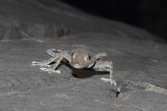Ptyodactylus orlovi
