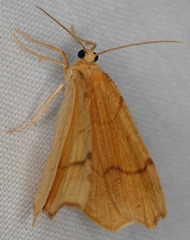 Nematocampa brehmeata